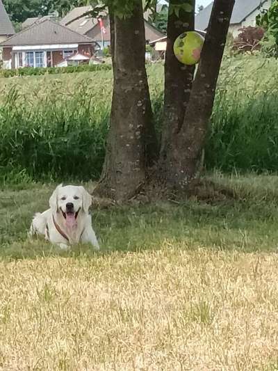 39. Collagen Challenge - Dein Hund auf einer Wiese-Beitrag-Bild