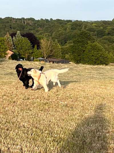 39. Collagen Challenge - Dein Hund auf einer Wiese-Beitrag-Bild