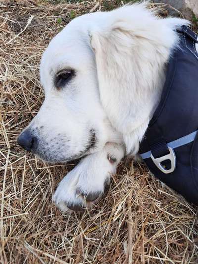 Hunde Porträt (Portrait) Galerie....-Beitrag-Bild