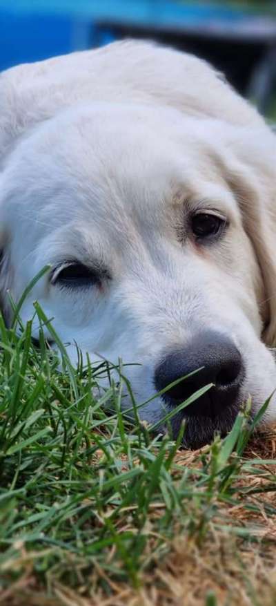 Hunde Porträt (Portrait) Galerie....-Beitrag-Bild