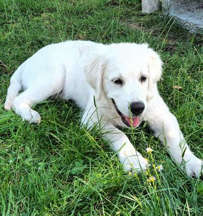 Wo sind die Golden Retriever Liebhaber?-Beitrag-Bild