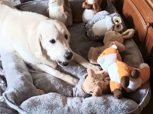 Zeige deinen Schatz mit seinem Lieblingsspielzeug.-Beitrag-Bild