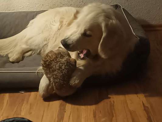 Zeige deinen Schatz mit seinem Lieblingsspielzeug.-Beitrag-Bild