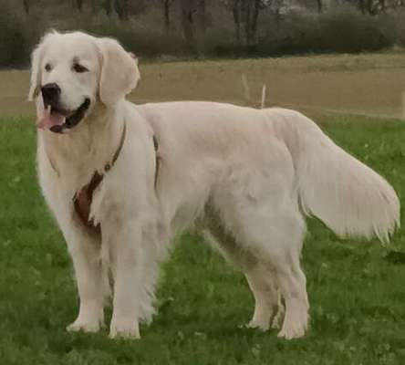 Vom Welpen zum Hund-Beitrag-Bild