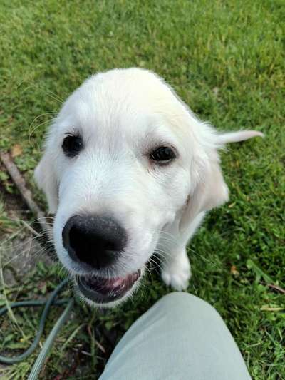 Hunde Porträt (Portrait) Galerie....-Beitrag-Bild