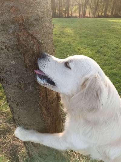 Handy Foto Challenge Nr. 49: Mein Freund der Baum-Beitrag-Bild