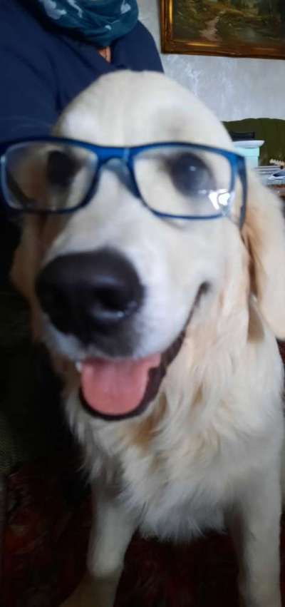 Hunde Porträt (Portrait) Galerie....-Beitrag-Bild