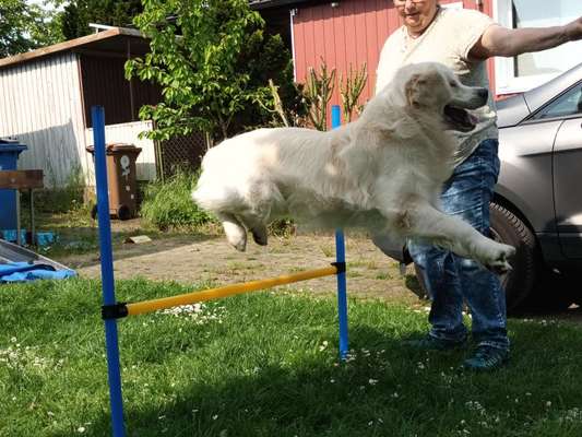 Dogorama Photo Challenge - Hunde in Action-Beitrag-Bild