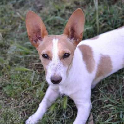 Welpen Bilder !-Beitrag-Bild