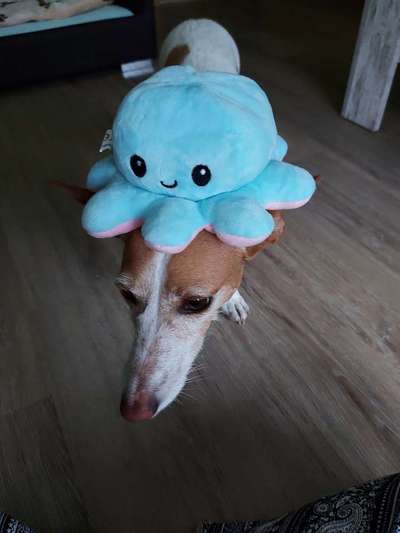 Die Dogorama Wochen Challenge-Beitrag-Bild