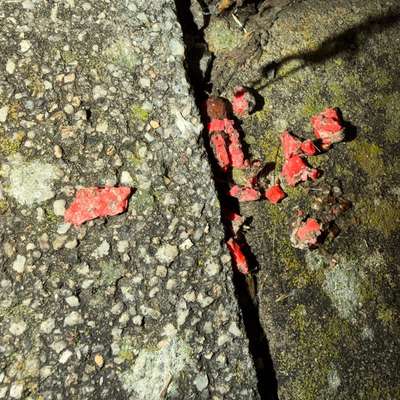 Giftköder-Möglicherweise Mäusegift-Bild