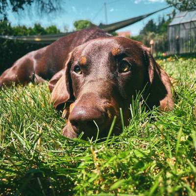 Hundetreffen-Entspannte Gassirunde-Bild