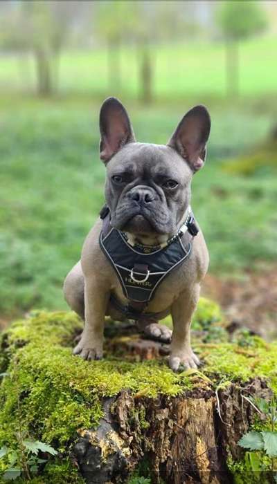 Zeigt her eure Frenchi-Beitrag-Bild