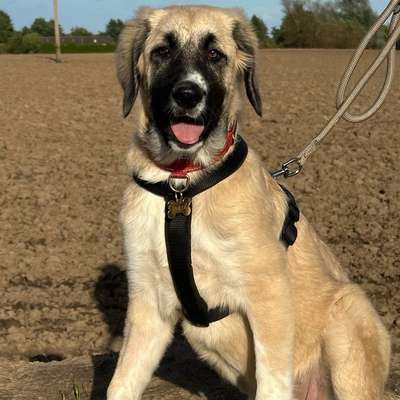 Hundetreffen-Hundefreunde für Linara gesucht :)-Bild