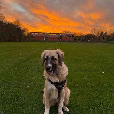 Hundetreffen-Hundefreunde für Linara gesucht :)-Bild