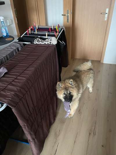 Dogorama Photo Challenge - Hündische Haushaltshilfe-Beitrag-Bild