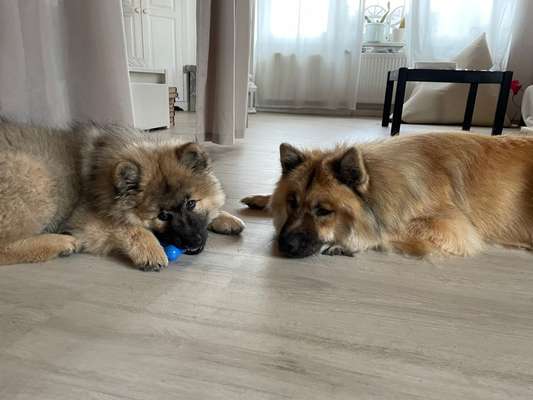 Eurasier hier?-Beitrag-Bild