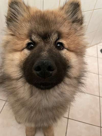 Spitz--Zwergspitz--kleinspitz---mittelspitz----Großspitz--Wolfsspitz-Beitrag-Bild