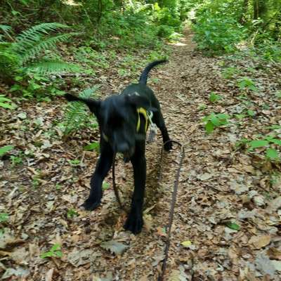 Hundetreffen-Welpentreffen-Bild