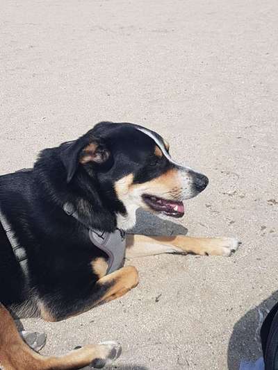 36. Handy Foto Challenge - Sonnenanbeter-Beitrag-Bild