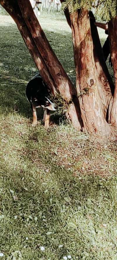 Handy Foto Challenge Nr. 49: Mein Freund der Baum-Beitrag-Bild