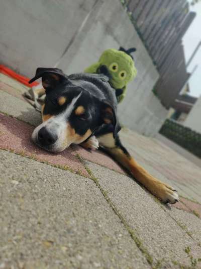 20. Handy -Foto-Callenge-Beitrag-Bild