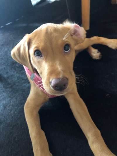 Labradorfans-Beitrag-Bild