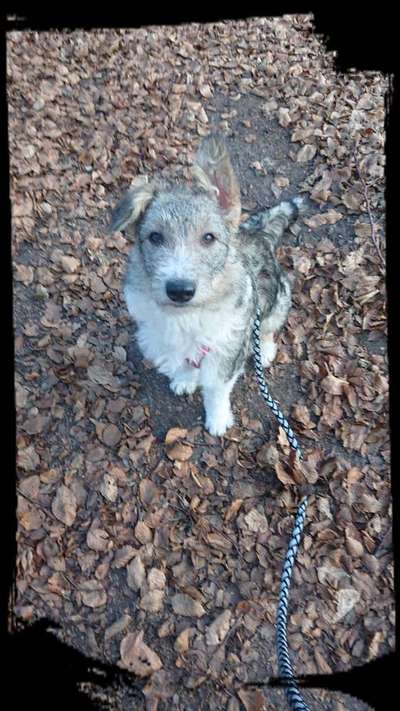 Mischlingshunde Foto Aufruf-Beitrag-Bild