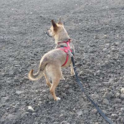Hundetreffen-Hundefreund zum Spielen und gemeinsamen Gassi gehen gesucht-Bild