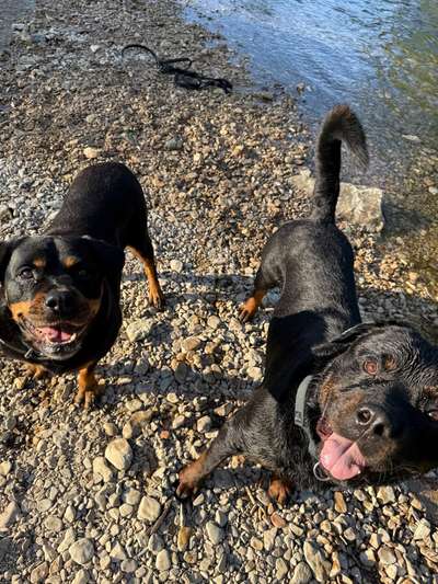 Hundetreffen-Spiel und Gassirunde-Bild