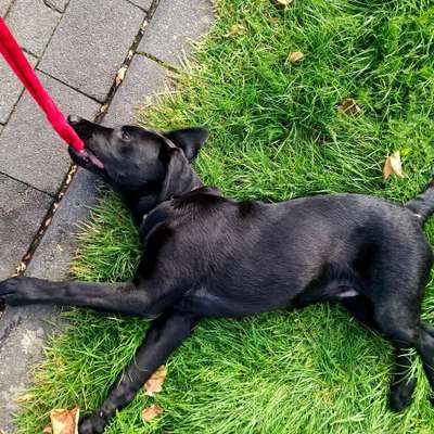 Hundetreffen-Spielen, spazieren,trainieren ...-Bild