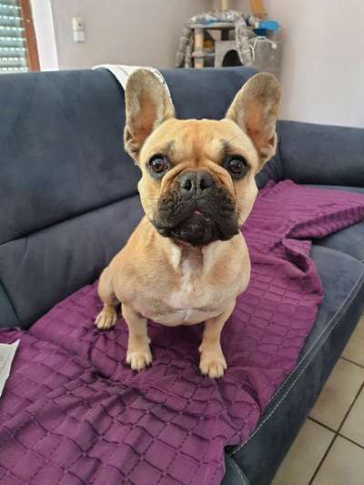 Französische Bulldoggen-Beitrag-Bild