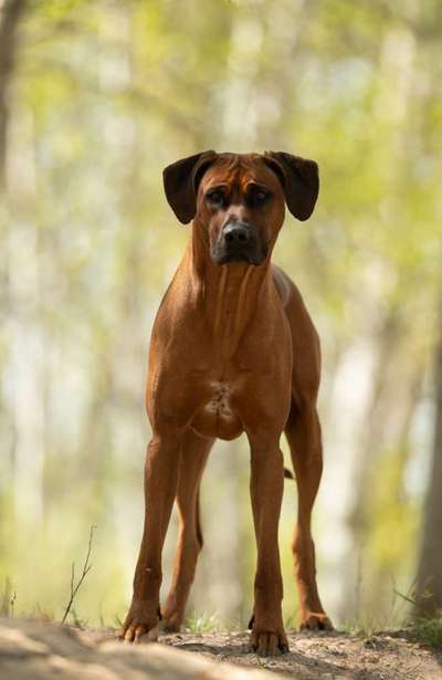Rhodesian Ridgeback-Beitrag-Bild