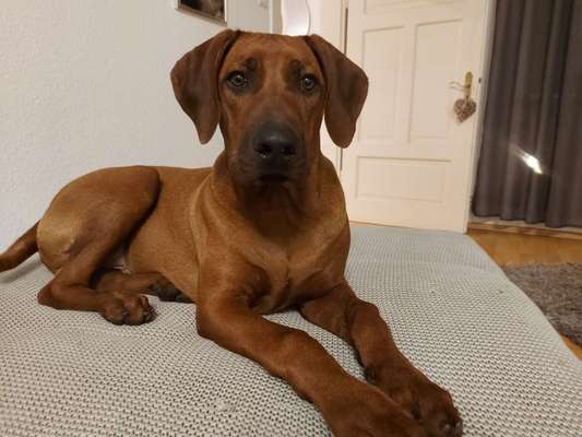 Hundetreffen-Hundekumpels u Kumpelinen zum Gassi gehen und toben in 31303 Otze oder Umgebung gesucht-Bild