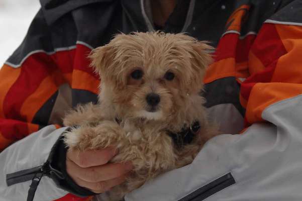 Hundetreffen-Welpentreff nähe Horgau/Zusmarshausen-Bild