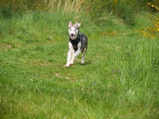 Welpen Bilder !-Beitrag-Bild