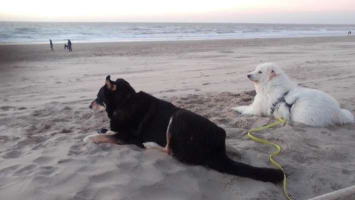 Auslandstierschutz-Beitrag-Bild