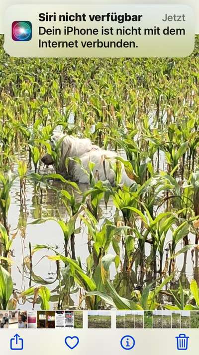 Gibts hier Mioritic Besitzer?-Beitrag-Bild