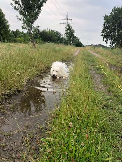 Gibts hier Mioritic Besitzer?-Beitrag-Bild