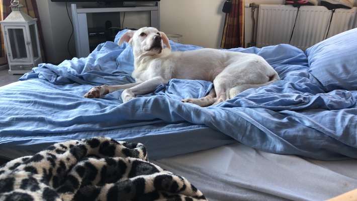 Auslandstierschutz-Beitrag-Bild