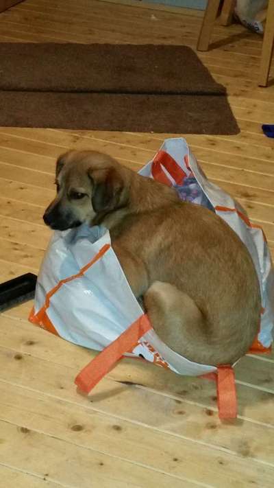 Hund"kreativ" in Szene gesetzt, Fotobomb u.a.-Beitrag-Bild