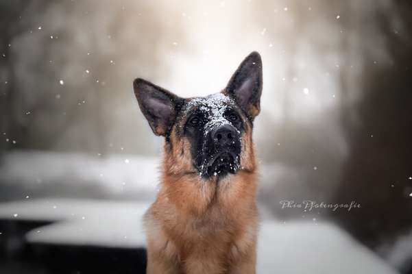 Foto's und Hundemodels-Beitrag-Bild