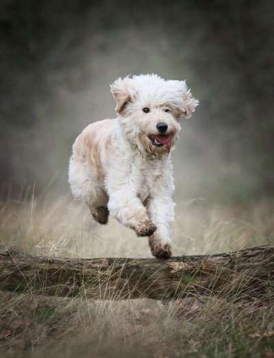 Wurfgeschwister gesucht (Goldendoodle)-Beitrag-Bild