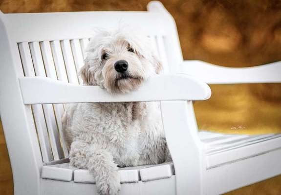 Goldendoodle?-Beitrag-Bild