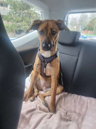 Mischlingshunde Foto Aufruf-Beitrag-Bild