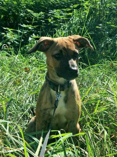 Wie groß waren eure welpen ?-Beitrag-Bild