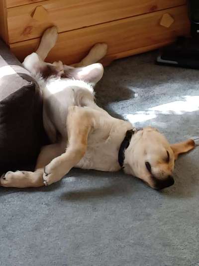 Labradorfans-Beitrag-Bild