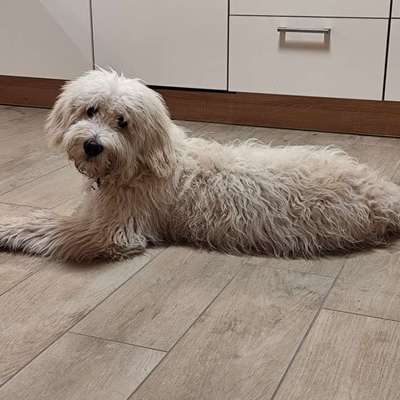 Hundetreffen-Spielrunde / Gassirunde-Bild