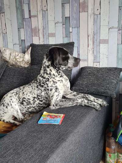 Rhodesian Ridgeback-Beitrag-Bild