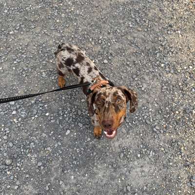 Hundetreffen-Gemeinsam Gassi und Spielen 🐾-Bild